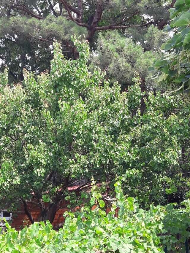 Шале Hotel Cottage Мцхета-23